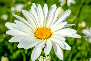 white daisy flower