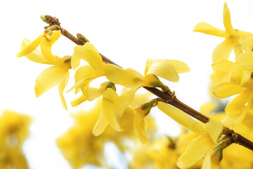 Beautiful blooming yellow forsythia flowers in close-up on w white background