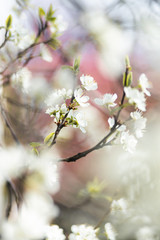 Closeup of spring white blooming flower in orchard. Macro cherry blossom tree branch.
