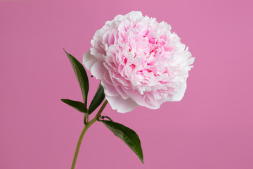 Tender pink peony flower isolated on pink background.