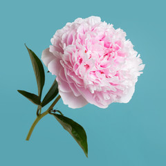 Tender pink peony flower isolated on a turquoise background.