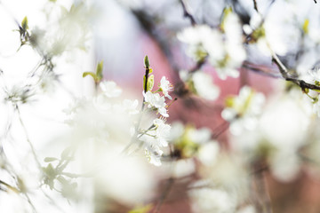 Closeup of spring white blooming flower in orchard. Macro cherry blossom tree branch.