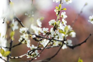 Obraz premium Closeup of spring white blooming flower in orchard. Macro cherry blossom tree branch.