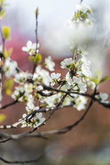 Closeup of spring white blooming flower in orchard. Macro cherry blossom tree branch.