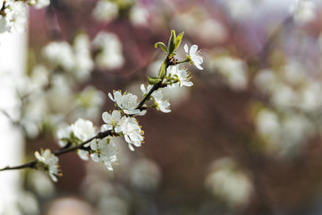Closeup of spring white blooming flower in orchard. Macro cherry blossom tree branch.