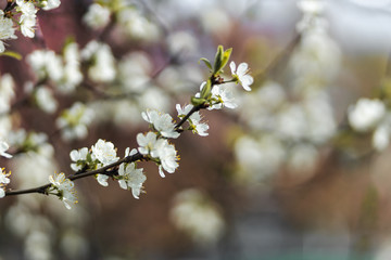 Closeup of spring white blooming flower in orchard. Macro cherry blossom tree branch.