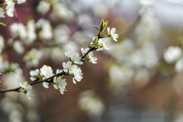 Closeup of spring white blooming flower in orchard. Macro cherry blossom tree branch.