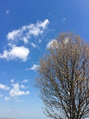 spring tree in the sky
