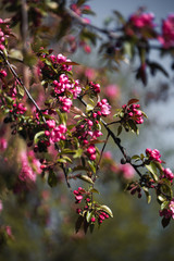 Closeup of spring pink blooming flower in orchard. Macro cherry blossom tree branch.