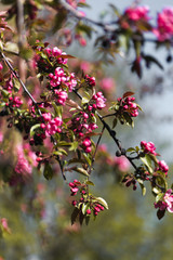 Closeup of spring pink blooming flower in orchard. Macro cherry blossom tree branch.