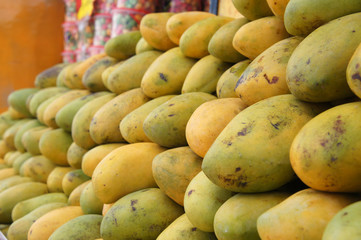 Pile of harvested ripe mangoes collected by farmers and tacked up carefully to sell to customers
