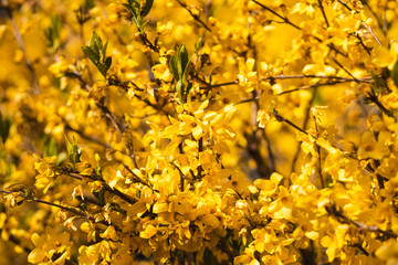 Closeup of spring yellow blooming flower in orchard. Macro cherry blossom tree branch.