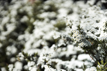 Closeup of spring white blooming flower in orchard. Macro cherry blossom tree branch.