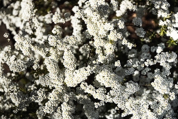 Closeup of spring white blooming flower in orchard. Macro cherry blossom tree branch.