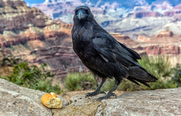 raven with a piece of bread in its beak on the background of the Grand Canyon