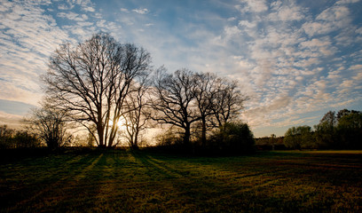 Fototapeta premium Sunset seen through the trees