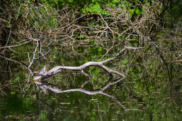 Verdorrter Baum im Wasser
