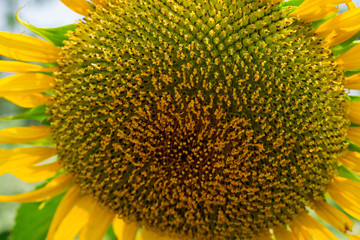 Sunflower that is blooming and old Ready for harvest