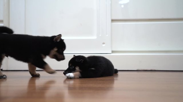 Shiba Inu puppies walking and sitting. Puppy Shiba inu are sleeping. Shiba Inu is a Japanese dog.