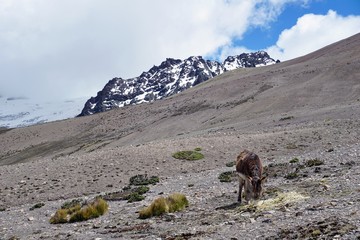 A donkey and the peruvian andes