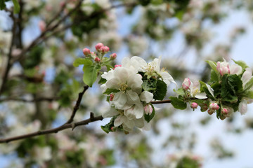 Flowers of the fruit trees on a spring day