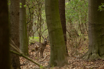 Small female European Roe Deer in the forest.
