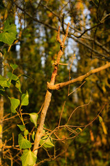 Autumn Leaves In The Forest
