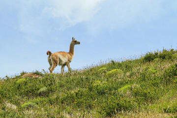 Guanaco at Torres del Paine - green meadow and blue sky