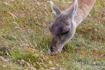 Guanaco grazing at natural  meadow of Patagonia - green meadow and blue sky