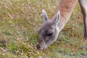 Fototapeta premium Guanaco grazing at natural meadow of Patagonia - green meadow and blue sky
