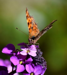 Comma butterfly