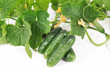 Group of fresh green pickling cucumbers with steems and flowers on white background