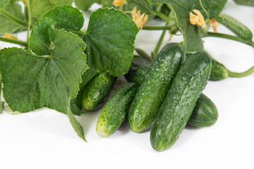 Group of fresh green pickling cucumbers with steems and flowers on white background