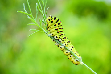 caterpillar on a leaf