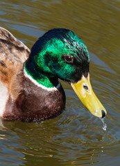 
a male duck swimming in the water