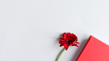 Flat lay, top view office desk writing desk. female desk workplace with red notebook and red flower on a gray background.