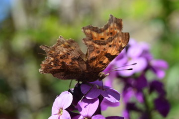 Comma butterfly