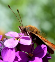 Comma butterfly