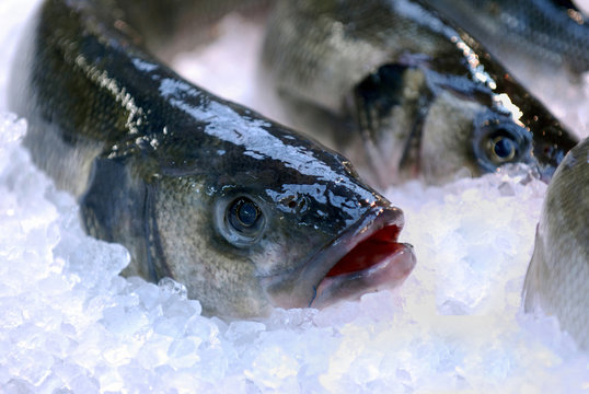 Poissons frais sur la glace