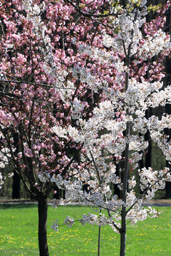 Japanese pink cherry tree and white orchard tree in the park. Blooming Sakura and orchard trees.