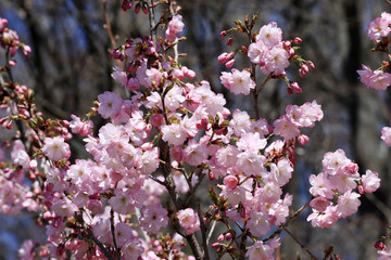 Japanese cherry blossoms. Blooming Sakura tree.