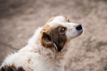White dog with brown spots. 