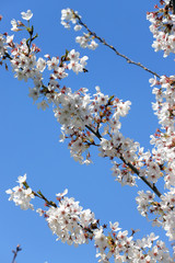 Close up of white orchard blossoms with bee. Blooming orchard in spring.