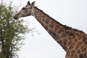 Beautiful view and animals in Kruger National Park Southafrica
