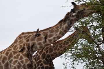 Beautiful view and animals in Kruger National Park Southafrica