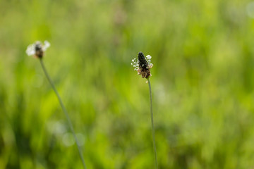 Plantago major flowers