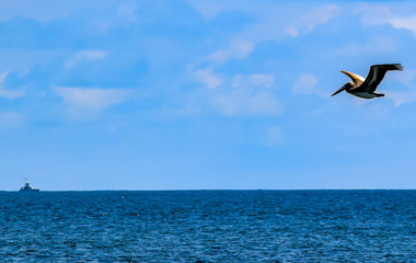 pelican in flight