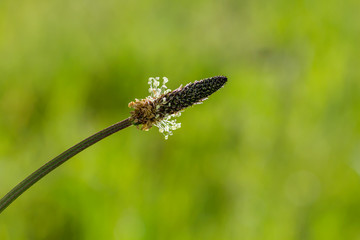 Plantago major flower