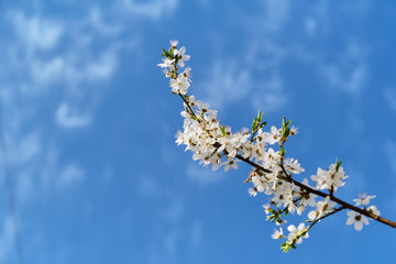 one branch of blooming white cherry on a background of blue sky and white clouds. Beautiful floral image of spring nature.