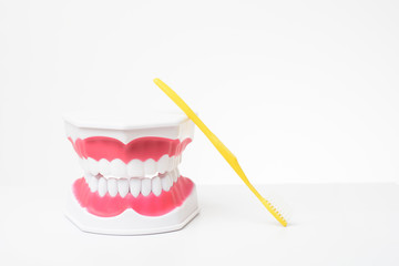 Artificial Model Teeth on white background of dental care demonstration
